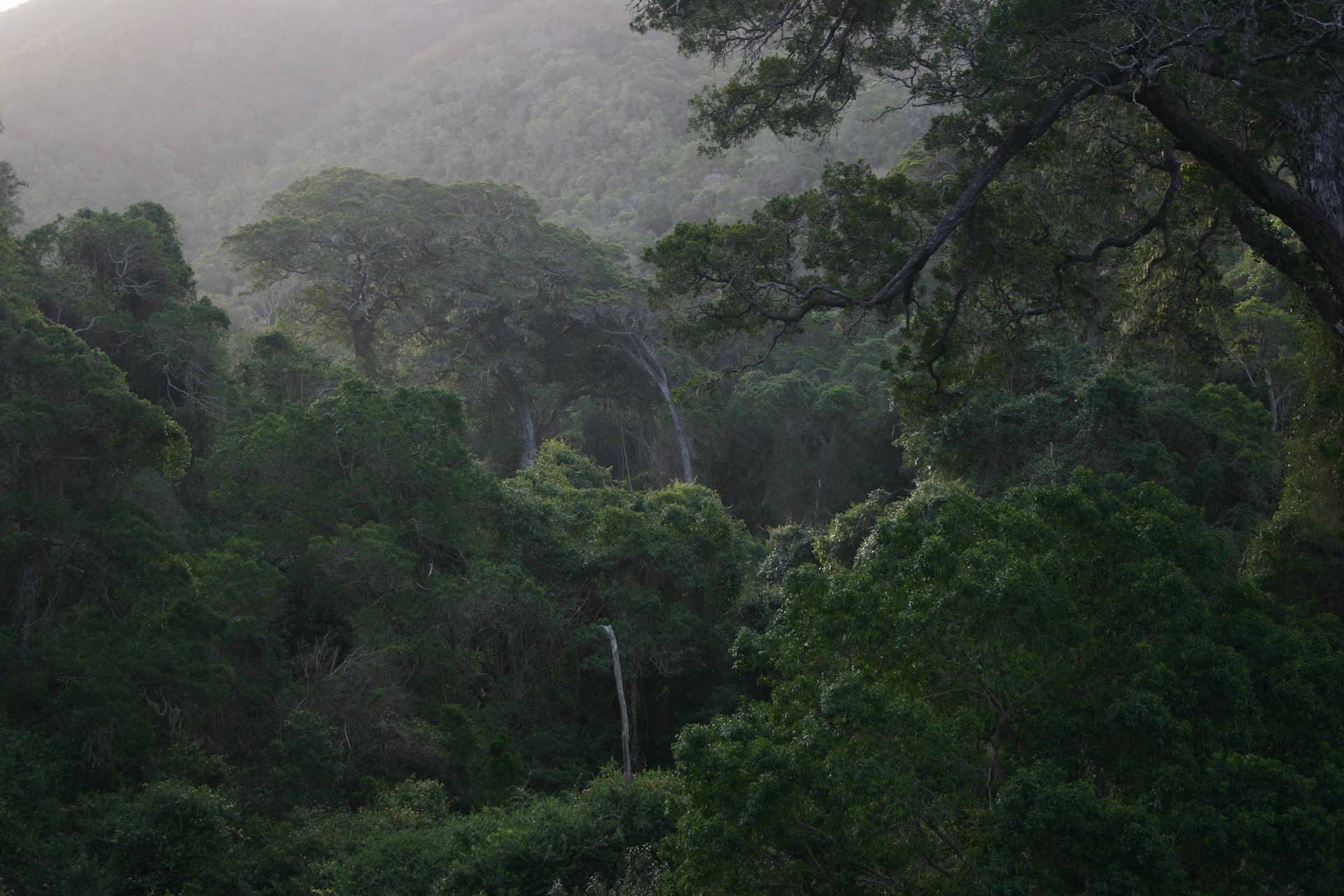 Green Steps Forest
